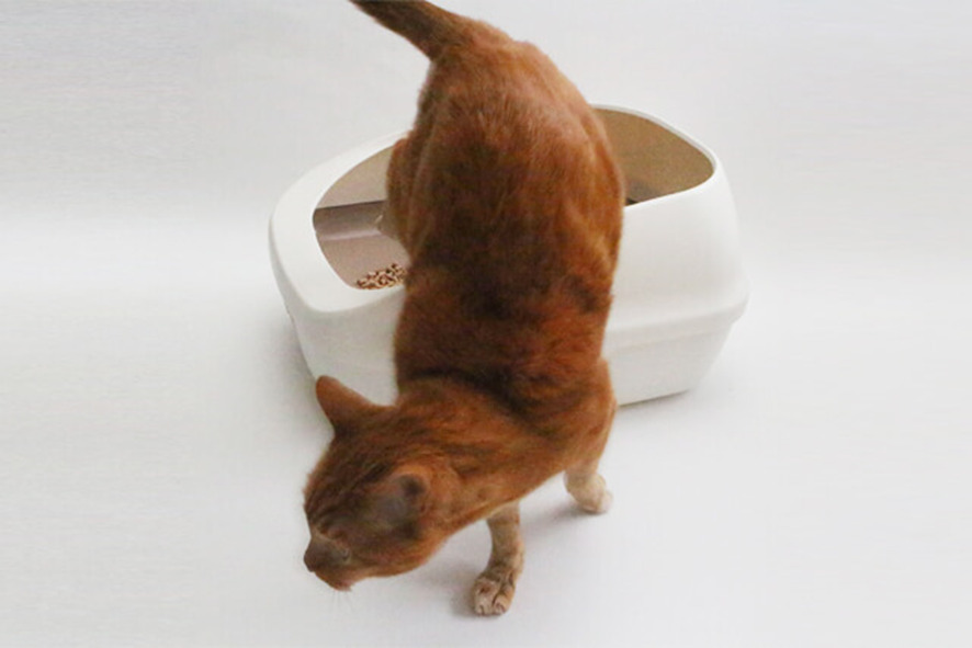 一ヶ月に必要な猫砂の量はどれくらい？（記事ページ）