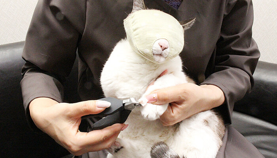 目隠しをすると大人しくなる猫の習性を活用（商品ページ）