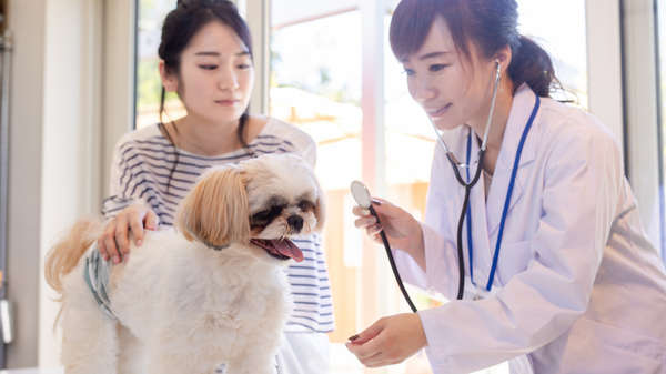 ペットオーナーの57%が「健康を意識したフード選び」に注力、ペット保険加入は35%｜ファンくる調査