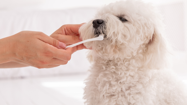 ペット向け消耗品、購入場所1位は「ドラッグストア」56％ - 最も費用がかかる商品は「ペットフード」と判明【ファンくる調査】