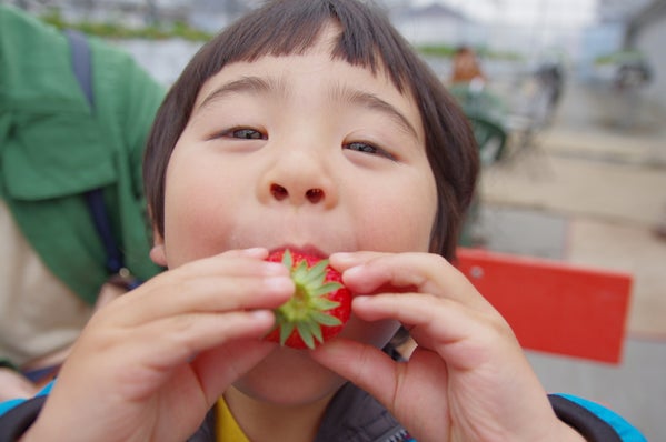いちご狩りを楽しむ子ども